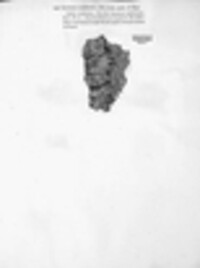 Polycauliona candelaria image